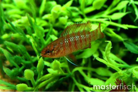 Badis-Scarlet