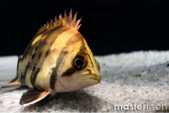 Finescale tigerfish