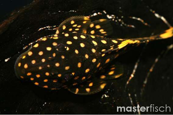 L018 Golden Nugget