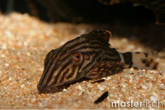 Royal Plecos (L-027)