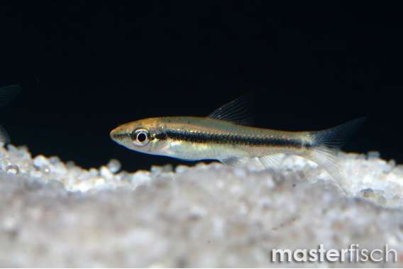 Siamese Algae Eater