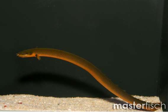 Reed Snake Fish (bred)