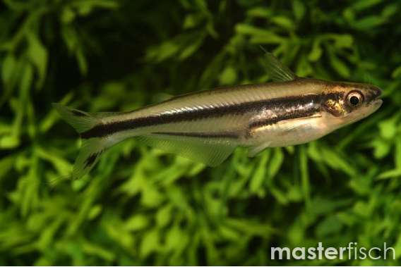 Striped African Glass Catfish