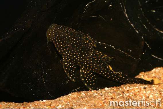 Gold Nugget Pleco L081
