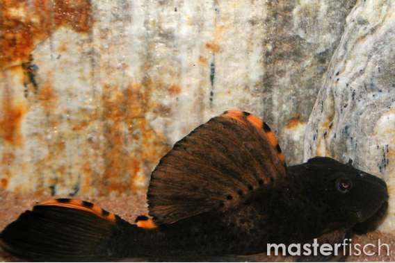 L091 Leporacanthicus triactis