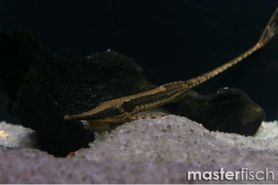 Long-Nosed Farlowella Catfish