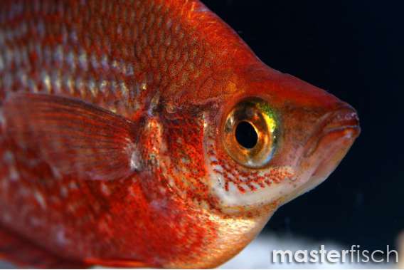 Salmon-Red Rainbowfish