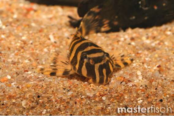 L134 Leopard Frog Pleco