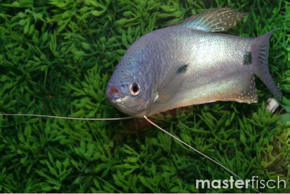 Blue Gourami