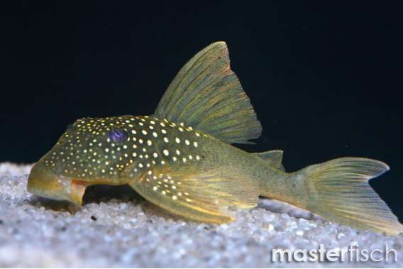 Ancistrinae sp. L200