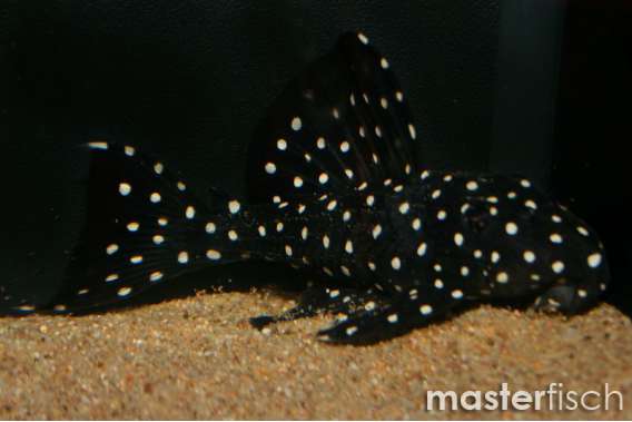 Leporacanthicus sp. L240