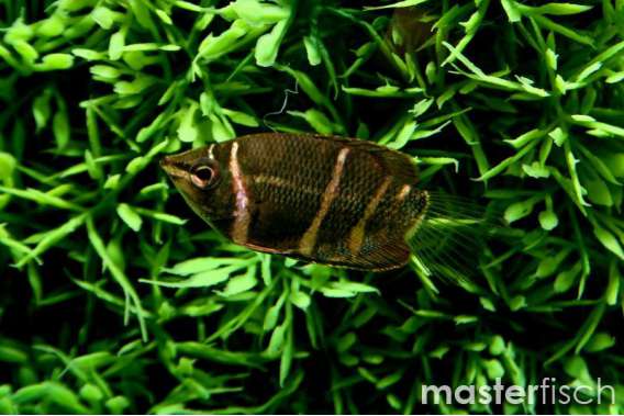 Chocolate Gourami