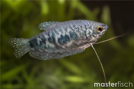 Cosby Gourami