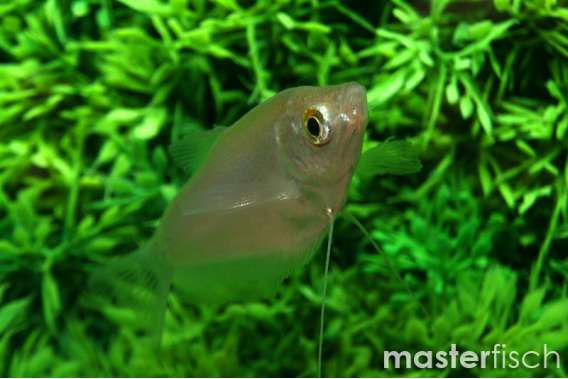 Moonlight Gourami (Silver Gourami)