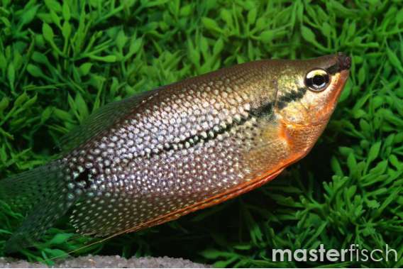 Pearl Gourami