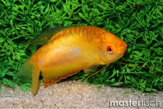 Golden Gourami