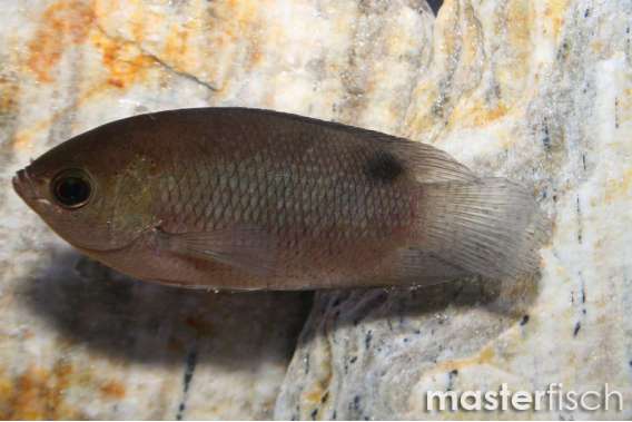 Giant Gourami
