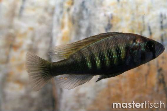 Haplochromis Brownae Cichlid