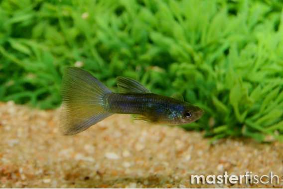 Midnight Blue guppy