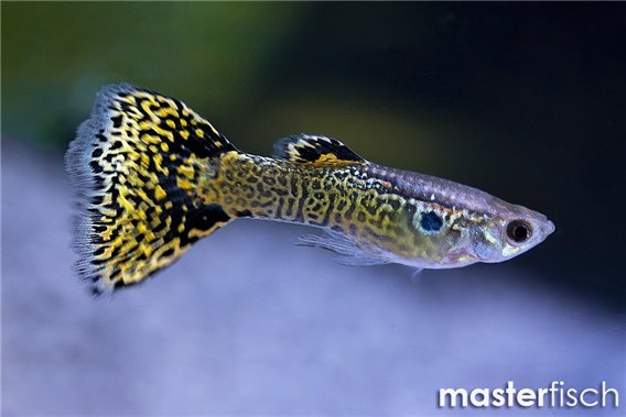 Green King Cobra Guppy