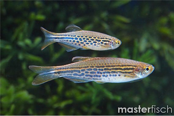 Danio Kyathit