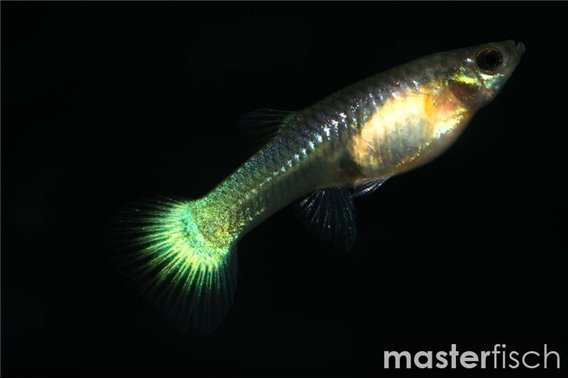 Golden yellow guppy