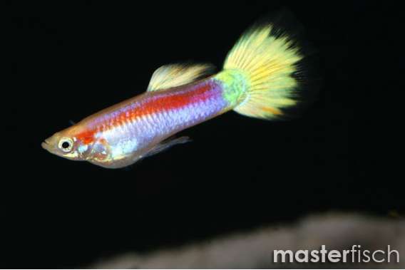 Laser ray Guppy