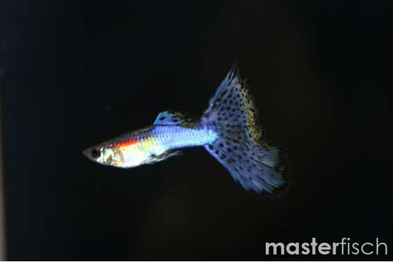 sky blue leopard guppy