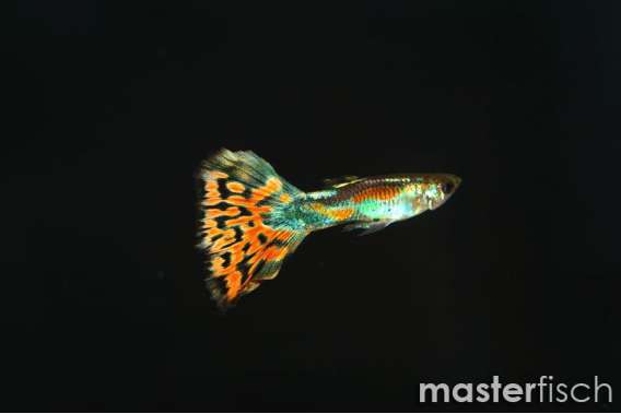 Red leopard guppy