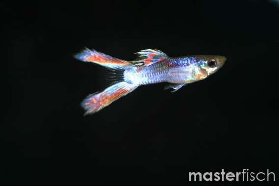 Lyretail red Guppy