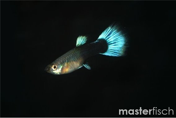 Blue Neon Guppy