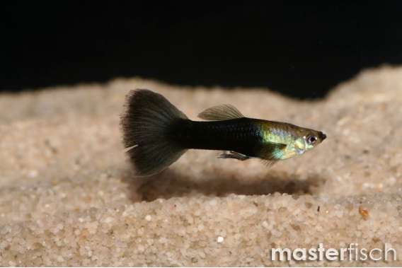 Black Tail Guppy