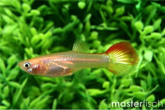 Sunset Flame Guppy