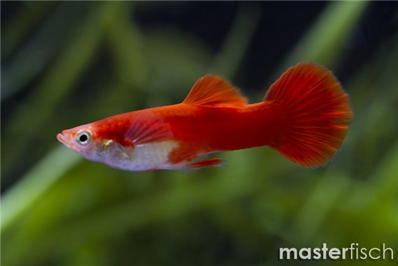 Red Blond Guppy