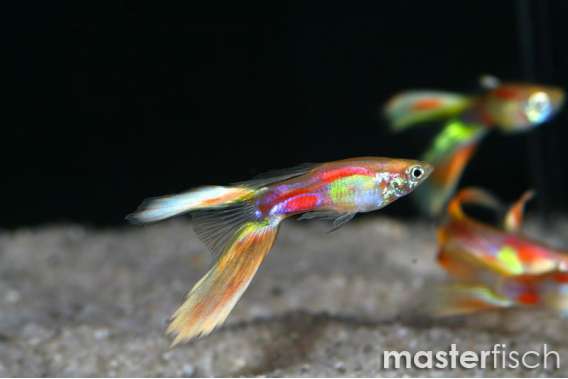 Guppy Golden Scissors