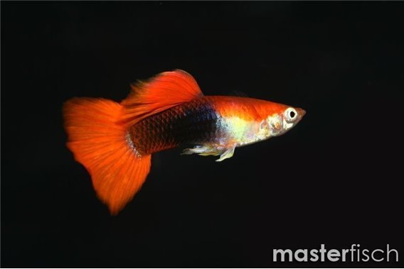 Red Tuxedo Guppy
