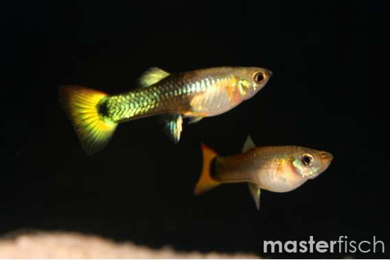 Female Guppy mixed