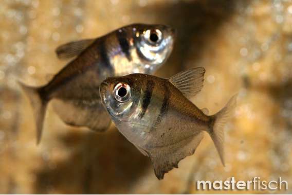 Black Tetra (Black Widow Tetra)