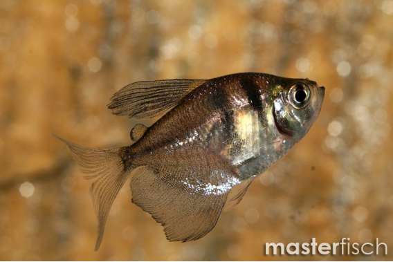 Black Long Fin Tetra