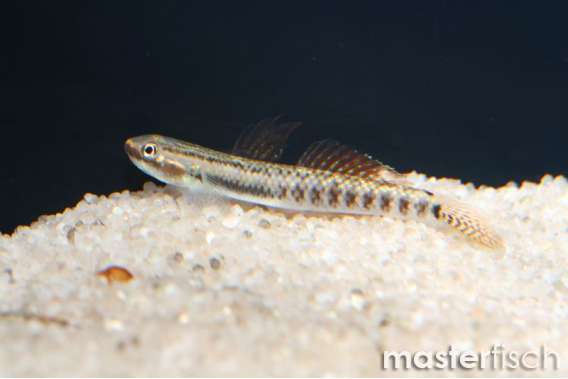Stiphodon sp.