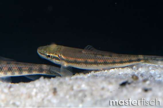 Sucking Loach