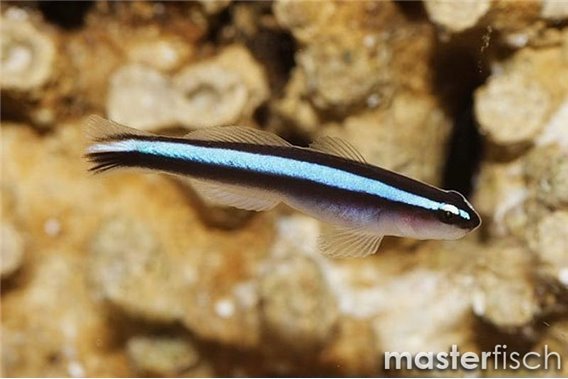 Neon Goby