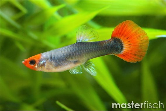 Guppy koi tuxedo