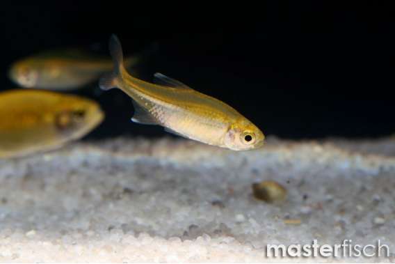 Silver-Tip Tetra