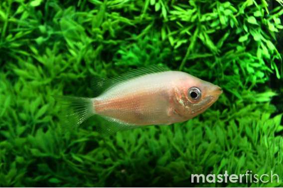 Pink Kissing Gourami