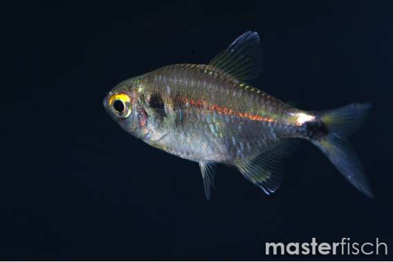 Head & Tail Light Tetra
