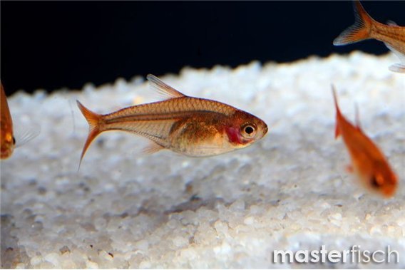 Ember Tetra