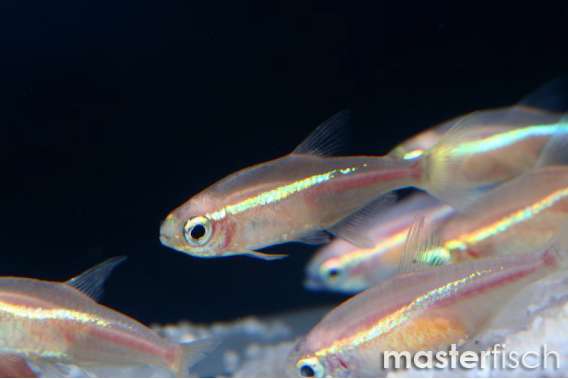 Golden Neon Tetra