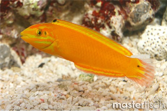 Golden Wrasse