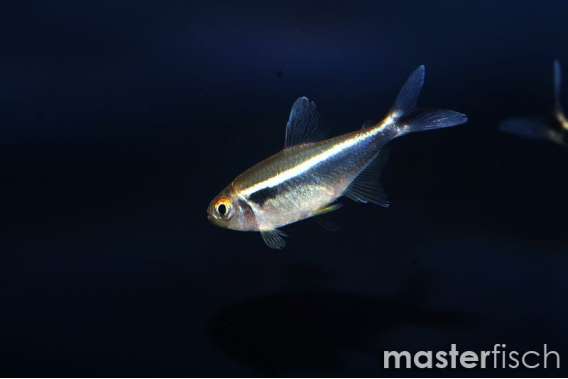 Black Neon Tetra